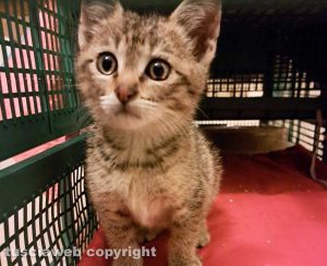 La gattina che era rimasta intrappolata