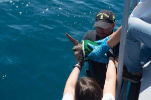 La tartaruga Caretta Caretta Gui torna in mare