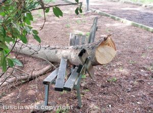 Viterbo - Albero crolla su una panchina al parco Campo Graziano alla Quercia