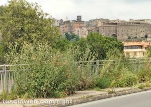Montefiascone - Erba alta lungo i marciapiedi