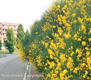 Erba sul marciapiede a largo Meucci