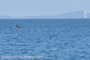 La danza dei delfini tra Tarquinia e Montalto di Castro