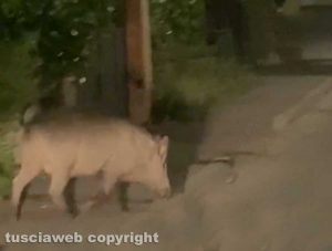 Viterbo - Un cinghiale a piazza Crispi
