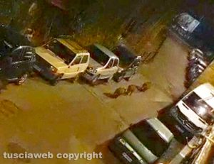 Viterbo - Cinghiali in via San Bonaventura