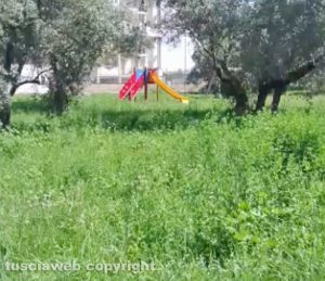 Viterbo - Erba alta nel giardino in via Antonello da Messina