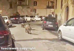 Viterbo - Cinghiali vicino porta Murata