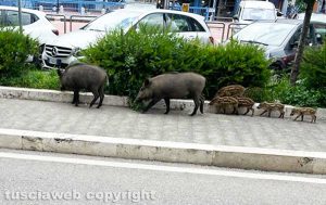 Viterbo - Cinghiali in via Genova