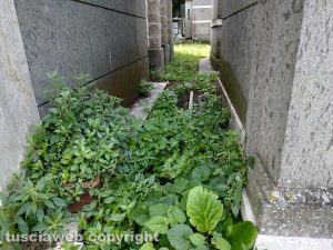 Viterbo - Erbacce e degrado al cimitero San Lazzaro