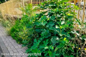 Viterbo - Erbacce lungo la Teverina