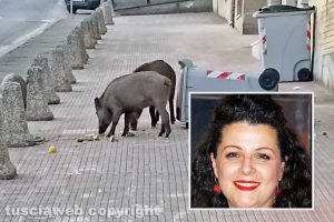 Viterbo - Cinghiali in via Belluno - Nel riquadro la sindaca Chiara Frontini
