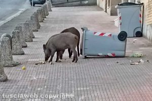 Viterbo - Cinghiali in via Belluno