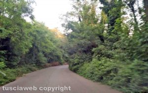 Orte - Alberi ed erbacce invadono la provinciale 84