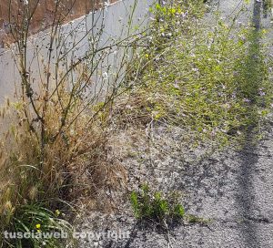 Viterbo - Erba alta sul marciapiede