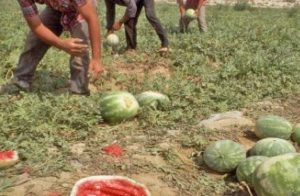 Braccianti agricoli - Immagine di repertorio