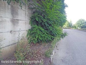 Montefiascone - Il marciapiede con l'erba alta in via Cardinal Salotti