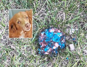 Viterbo - Il boccone avvelenato - Nel riquadro: Balù