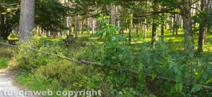 Viterbo - Il polmone verde della forestale