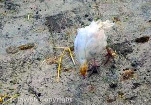 Farnese - Il tacchino sopravvissuto