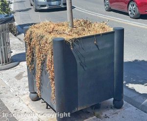 Viterbo - Piante secche e morte nelle fioriere in via Marconi