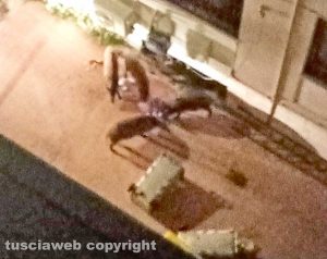 Viterbo - Cinghiali in via Vicenza