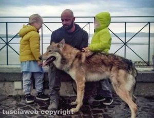 Armando Tiberi - I cani cecoslovacchi tornati all'allevamento