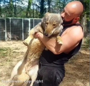 Armando Tiberi - I cani cecoslovacchi tornati all'allevamento