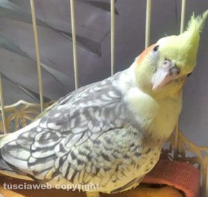 Viterbo - Il pappagallo ritrovato in via Saffi