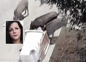 Viterbo - Cinghiali in via Donato Bramante