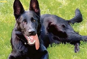 La cagnolina del soccorso alpino Sagf Yuki