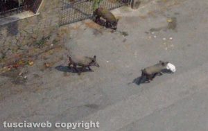 Viterbo - Cinghiali banchettano al Murialdo