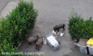 Viterbo - Cinghiali banchettano al Murialdo