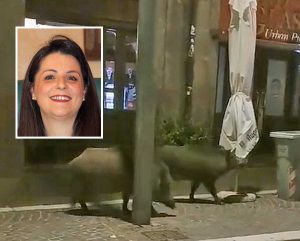 Viterbo - Cinghiali in via Marconi - Nel riquadro Chiara Frontini