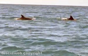 Delfini tra Tarquinia e Montalto di Castro