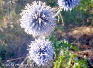 Fiori di Echinops selvatica