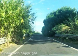 Viterbo - Vegetazione sulla Tuscanese