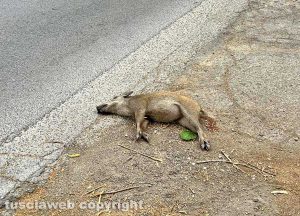 Viterbo - Cinghiale morto a bordo strada - Foto d'archivio