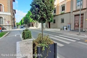 Viterbo - Gli alberelli di via Marconi