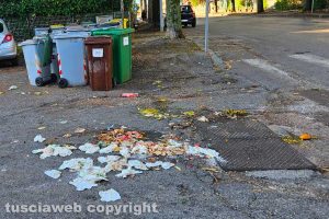 Viterbo - Cinghiali in azione in via Monte Cervino