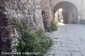 Viterbo - Erbacce nel centro storico
