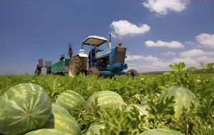 Un campo di cocomeri
