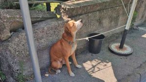 Boscoreale - Cagnolino abbandonato sotto il sole