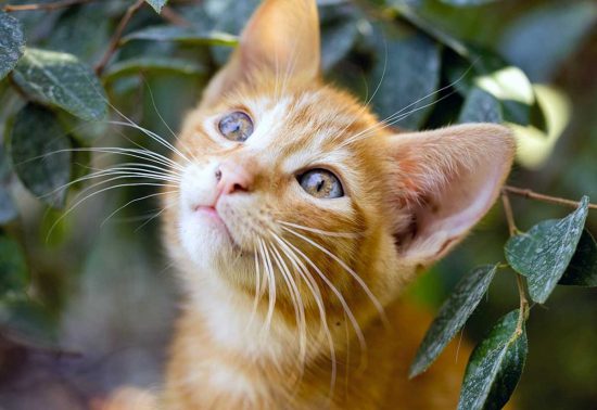 Un gattino