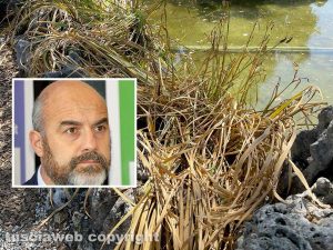 Il laghetto Acqua azzurra acqua chiara di pratogiardino Lucio Battisti "ripulito", seccate la gran parte delle piante acquatiche - Nel riquadro l'assessore Stefano Floris