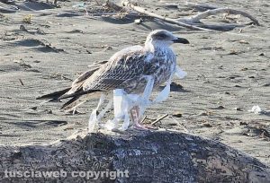 Tarquinia - Gabbiano rimasto impigliato in un nastro di plastica