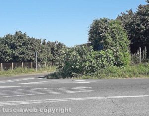Carbognano - Cartelli stradali coperti dalla vegetazione