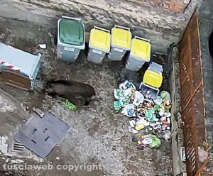 Viterbo - Cinghiali in via Vicenza