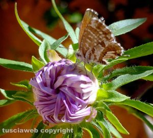 Farfalla su fiore di astro