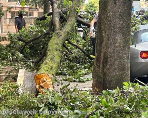 Viterbo - Via Treviso - Grosso tronco di un albero crolla sulle auto