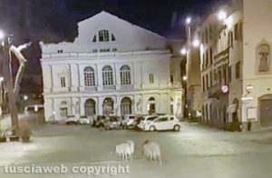 Cinghiali in piazza del teatro