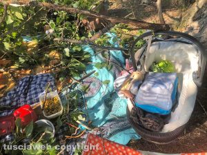 Montefiascone - Parte di un albero caduto al lago di Bolsena